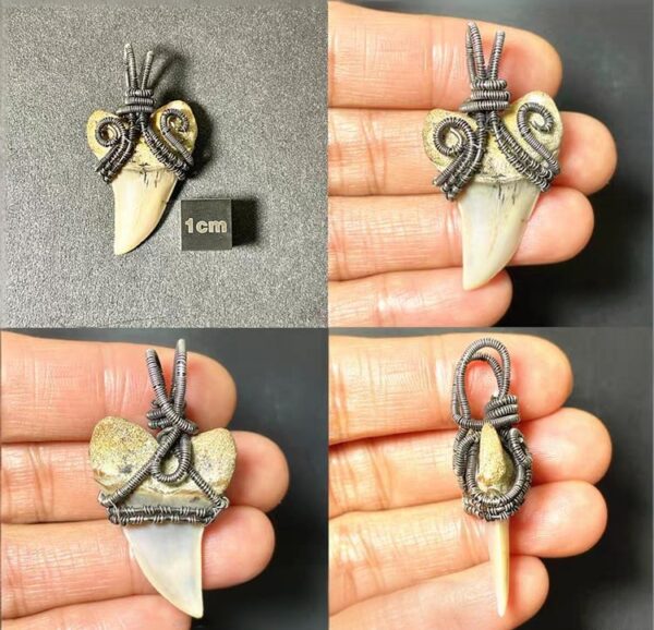 Large Fossilized Snaggletooth Shark Tooth Pendant – Authentic Hemipristis serra – Handcrafted Copper Wire Wrapped Prehistoric Jewelry (34.2mm)
